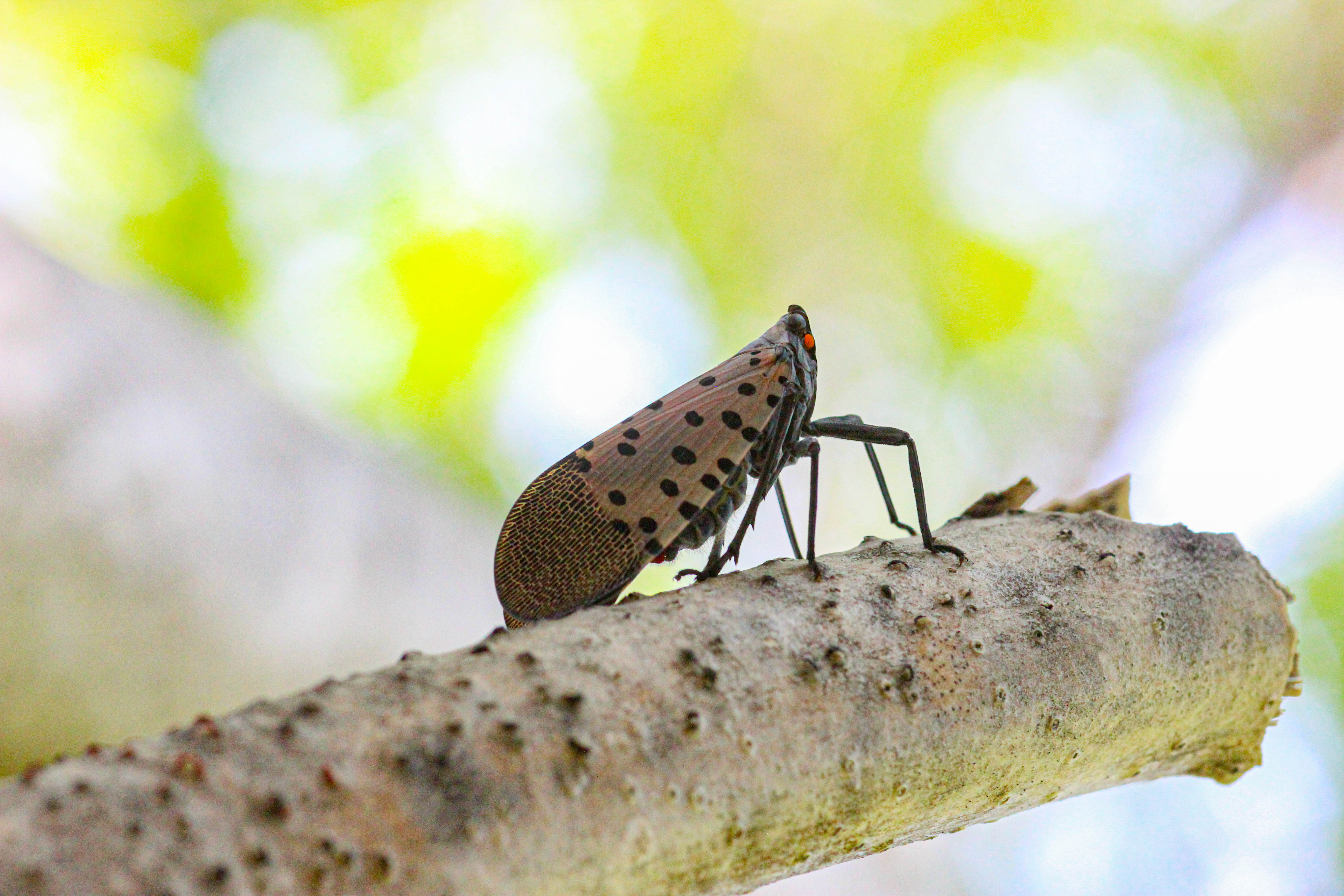 Adult SLF perched on a branch.